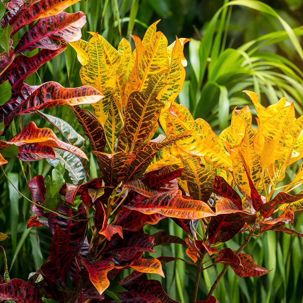 Phayllos of Croton